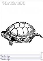 coloriage-tortue-3
